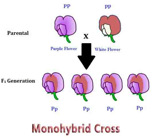 Monohybrid Cross